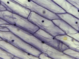 Onion-cells