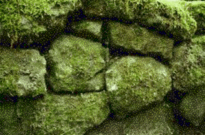 mossy-rocks