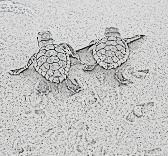 racing-turtles