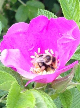 bee-and-flower