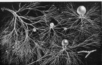 a424377aae106fe76d377df116a28481