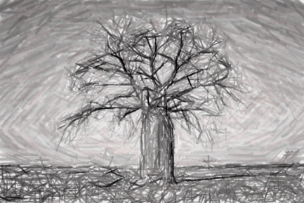 baobab-tree-3