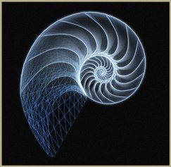 nautilus-shell