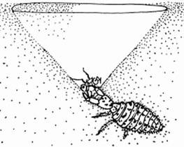 antlion-trapping