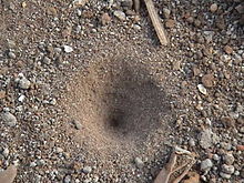 antlion_trap-1