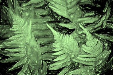ferns-1
