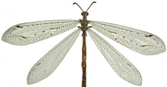 lacewing