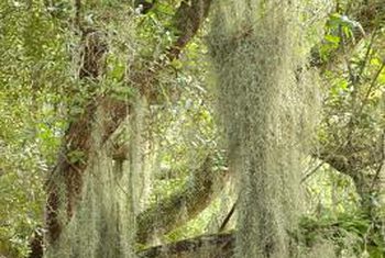 spanish-moss