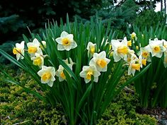 daffoldils