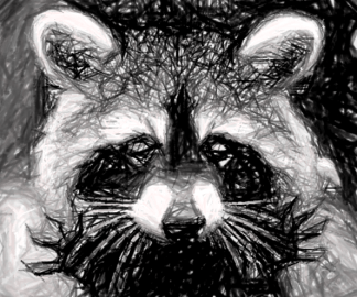 raccoon-2