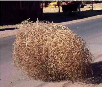 tumbleweed
