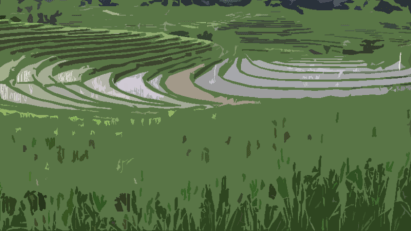 rice-fields