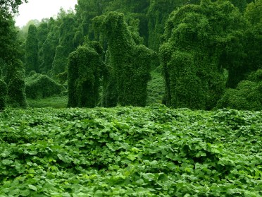 kudzu-1