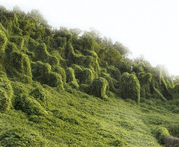 kudzu-Picture1