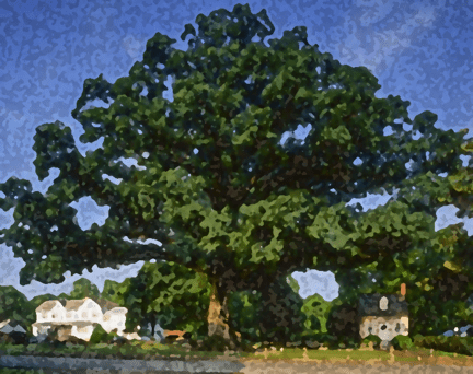white-oak