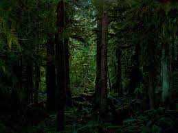 dark forest