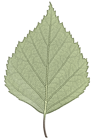 leaf