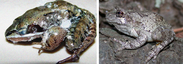 frog before and after
